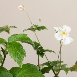 Anemone ‘Honorine Jobert’ -The Palm Centre Store A 15136 60448a69cb9c1