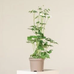 Anemone ‘Honorine Jobert’ -The Palm Centre Store A 15136 60448a99ced7f