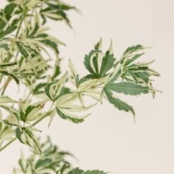 Acer Palmatum ‘Butterfly’ 10 Acer Palmatum ‘Butterfly’ -The Palm Centre Store A 15963 60100b773372e