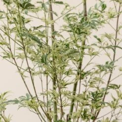 Acer Palmatum ‘Butterfly’ 11 Acer Palmatum ‘Butterfly’ -The Palm Centre Store A 15963 60100b78d33cc 1