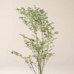 Acer Palmatum ‘Butterfly’ 9 Acer Palmatum ‘Butterfly’ -The Palm Centre Store A 15963 60100b79a57e3