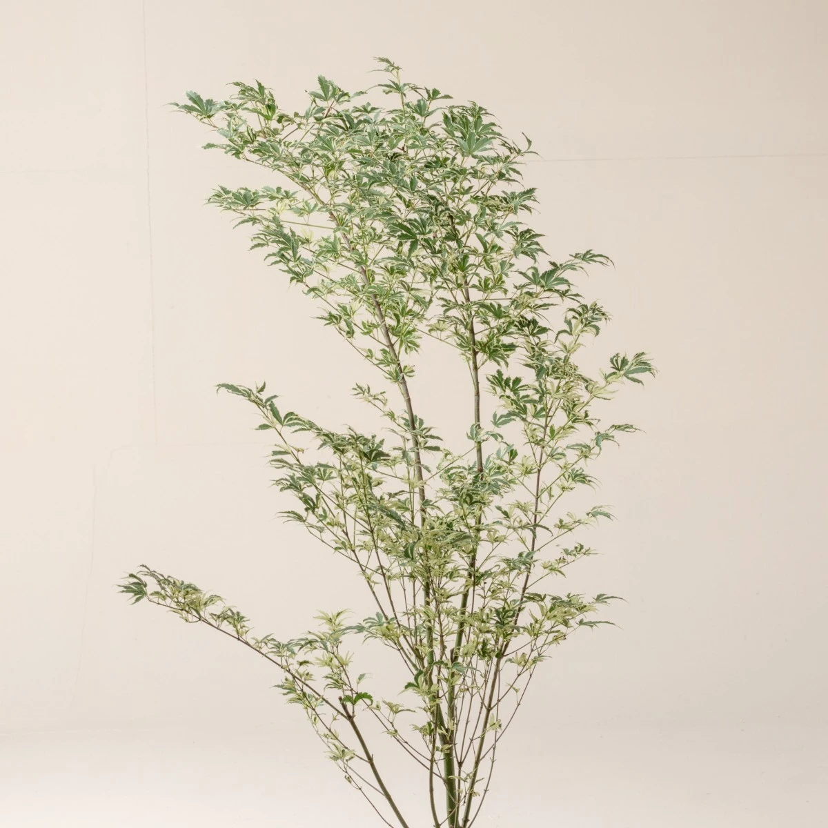 Acer Palmatum ‘Butterfly’ 3 Acer Palmatum ‘Butterfly’ - Image 3