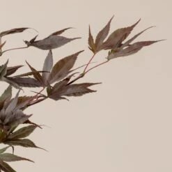 Acer Palmatum ‘Red Flash’ 14 Acer Palmatum ‘Red Flash’ -The Palm Centre Store A 16152 60100daccb511