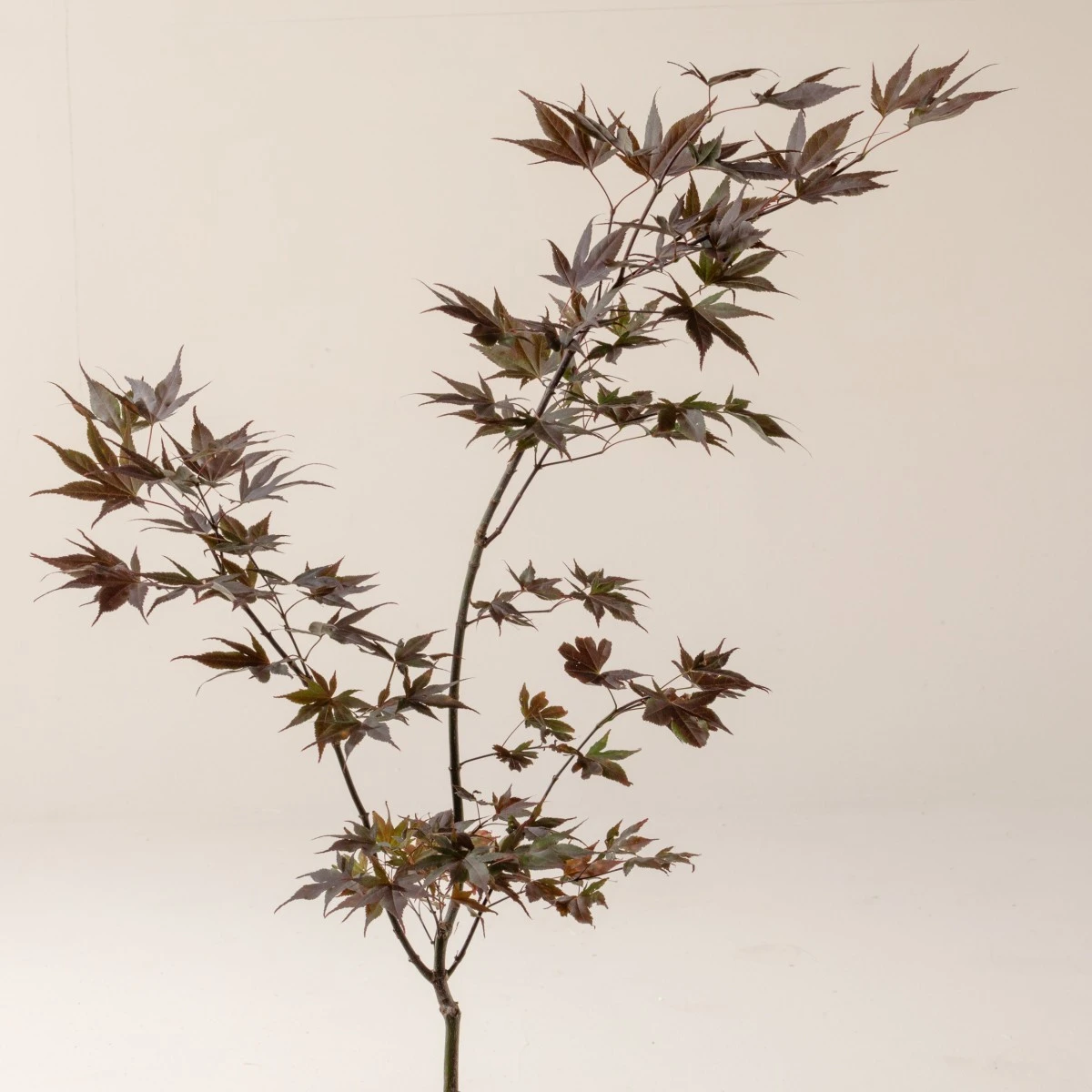 Acer Palmatum ‘Red Flash’ 6 Acer Palmatum ‘Red Flash’ - Image 6