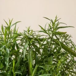 Aster Dumosus ‘Lady In Blue’ -The Palm Centre Store A 16999 60164c1b4ba24