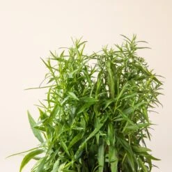 Aster Dumosus ‘Lady In Blue’ -The Palm Centre Store A 16999 60164c21fe64e 1 1