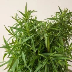 Aster Dumosus ‘Lady In Blue’ -The Palm Centre Store A 16999 60164c268377a 1 1