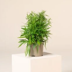 Aster Dumosus ‘Lady In Blue’ -The Palm Centre Store A 16999 6044d6949c7ed