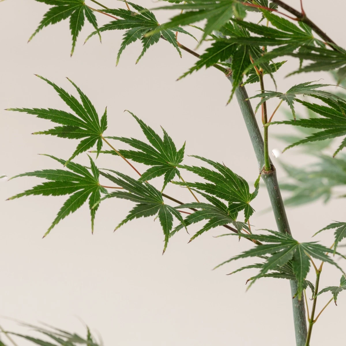 Acer Palmatum ‘Aoyagi’ 2 Acer Palmatum ‘Aoyagi’ - Image 2