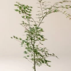 Acer Palmatum ‘Aoyagi’ 7 Acer Palmatum ‘Aoyagi’ -The Palm Centre Store A 18652 60100fbcb4f4d 1