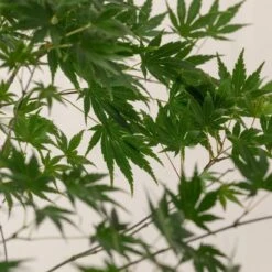 Acer Palmatum ‘Aoyagi’ 8 Acer Palmatum ‘Aoyagi’ -The Palm Centre Store A 18652 60100fbee5c03 1