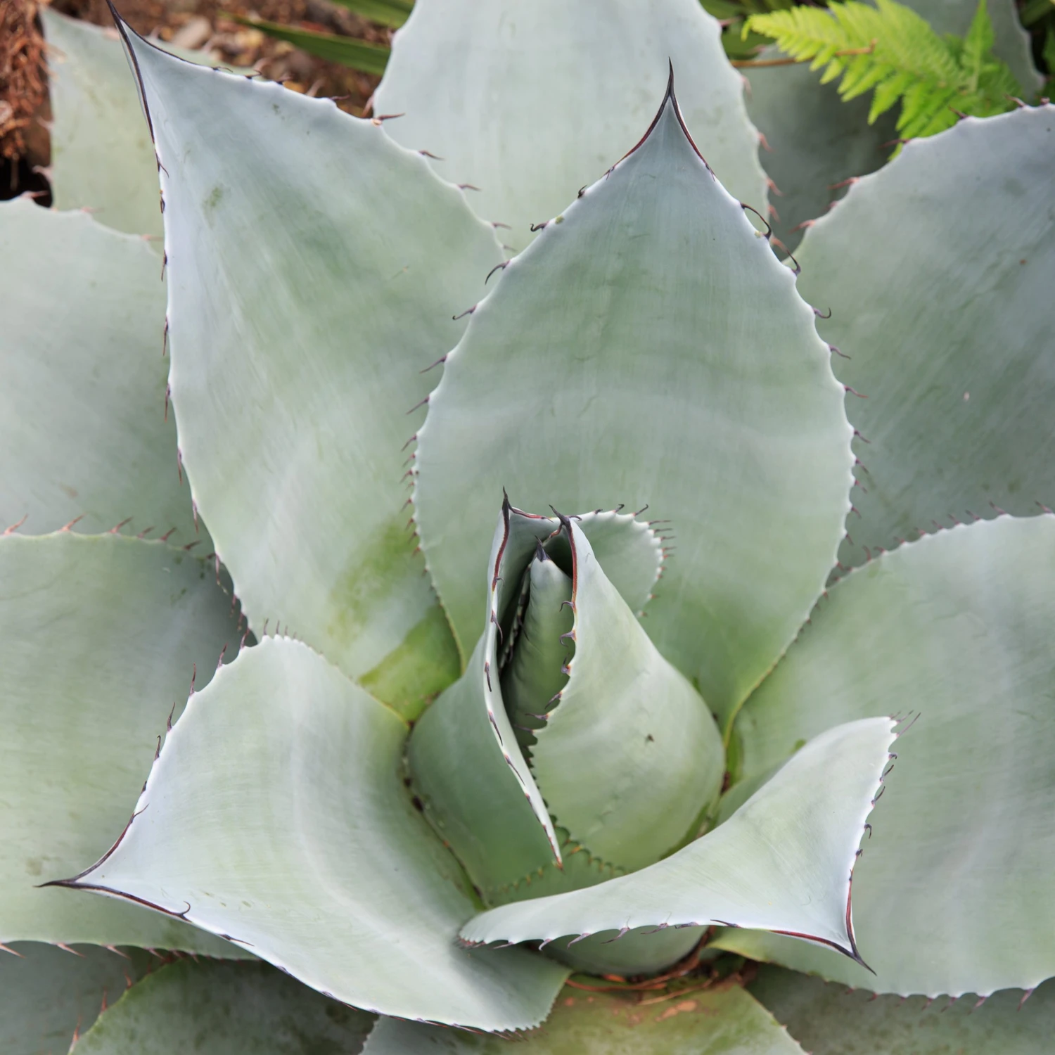 Agave Ovatifolia 4 Agave Ovatifolia - Image 4