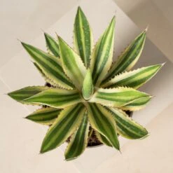 Agave Lophantha -The Palm Centre Store Agave lophantha ALO 2 2 scaled 1