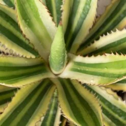 Agave Lophantha -The Palm Centre Store Agave lophantha ALO 2 3 scaled 1