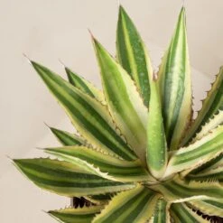 Agave Lophantha -The Palm Centre Store Agave lophantha ALO 2 5 scaled 1