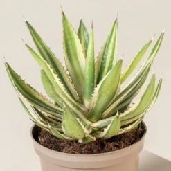 Agave Lophantha -The Palm Centre Store Agave lophantha ALO 2 7 scaled 1