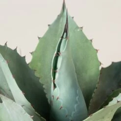 Agave Ovatifolia 14 Agave Ovatifolia -The Palm Centre Store Agave ovatifolia AOV 5 scaled 1