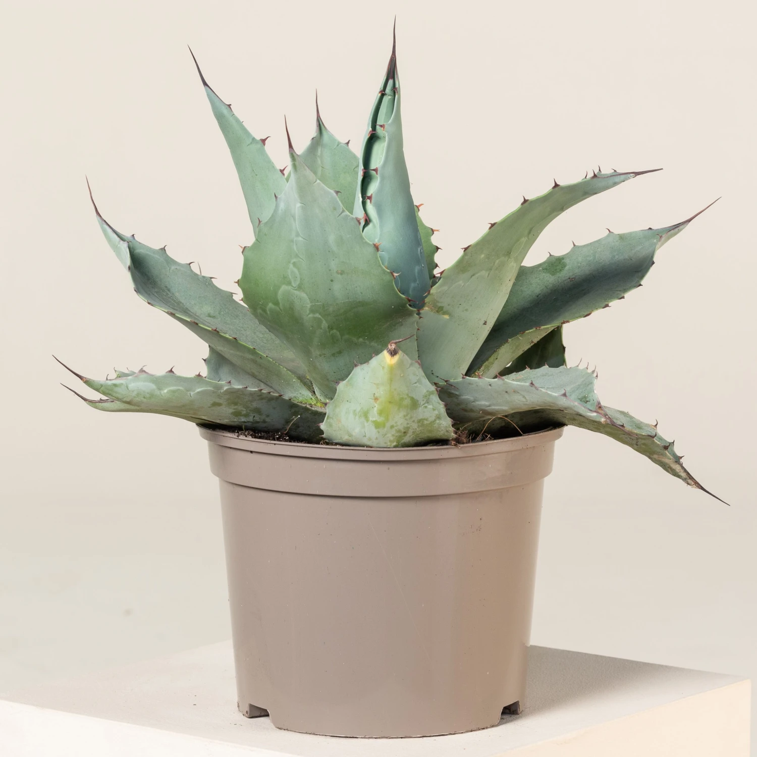 Agave Ovatifolia 1 Agave Ovatifolia