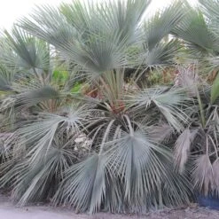 Brahea Armata -The Palm Centre Store BAR 4 scaled 1