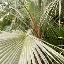 Brahea Armata -The Palm Centre Store BAR 5 scaled 1