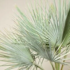 Brahea Armata -The Palm Centre Store BAR 90 2 scaled 1