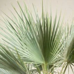 Brahea Armata -The Palm Centre Store BAR 90 3 scaled 1