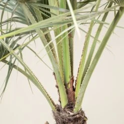 Brahea Armata -The Palm Centre Store BAR 90 4 scaled 1