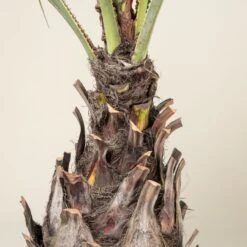 Brahea Armata -The Palm Centre Store BAR 90 5 scaled 1