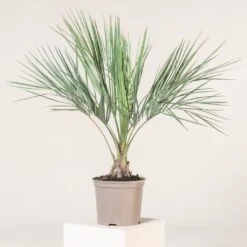 Butia Odorata -The Palm Centre Store BCA 71