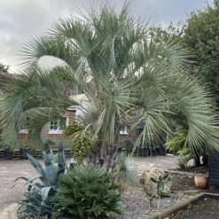 Butia Odorata -The Palm Centre Store BCA 60a93fbe8a4d7 1
