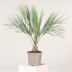 Butia Odorata -The Palm Centre Store BCA 60a93fc1f67c2