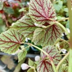 Begonia Grandis Subsp. Sinensis ‘Snowpop’ -The Palm Centre Store BSN 62186866ac8d4