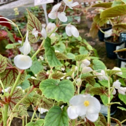Begonia Grandis Subsp. Sinensis ‘Snowpop’ -The Palm Centre Store BSN 62186868c893e