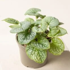 Brunnera Macrophylla ‘Jack Frost’ -The Palm Centre Store B 15584 60164c7c60e61 1