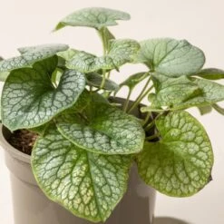 Brunnera Macrophylla ‘Jack Frost’ -The Palm Centre Store B 15584 60164c7d25222 1