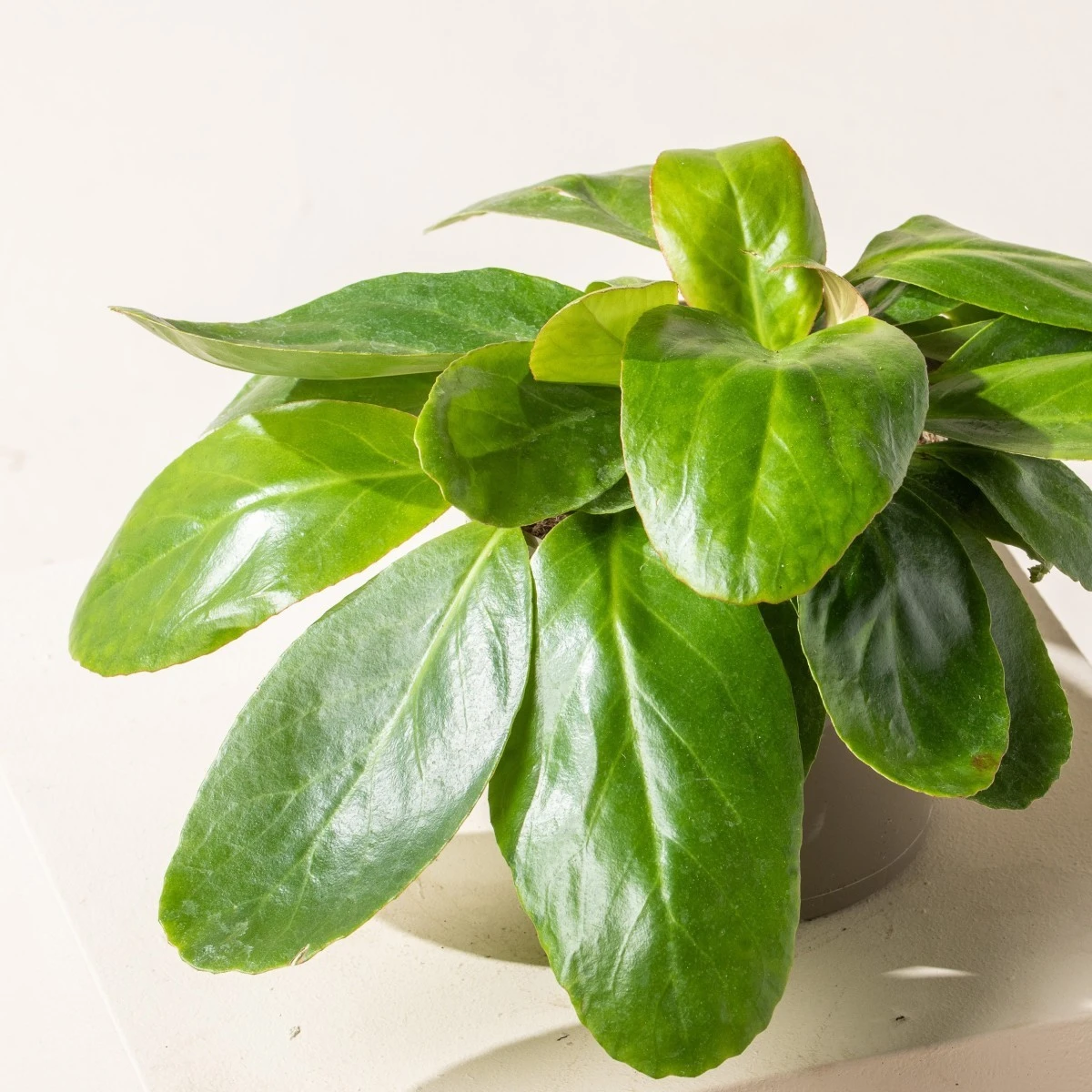 Bergenia Cordifolia ‘Pink Ice’ 4 Bergenia Cordifolia ‘Pink Ice’ - Image 4