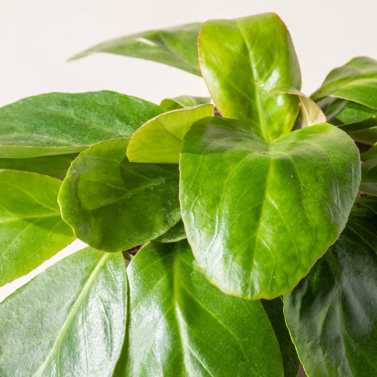 Bergenia Cordifolia ‘Pink Ice’ 2 Bergenia Cordifolia ‘Pink Ice’ - Image 2