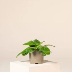 Bergenia Cordifolia ‘Pink Ice’ 7 Bergenia Cordifolia ‘Pink Ice’ -The Palm Centre Store B 18638 602663d5f2017