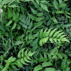 Cyrtomium Fortunei ‘Clivicola’ -The Palm Centre Store CCV 1 3