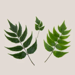 Cyrtomium Fortunei ‘Clivicola’ -The Palm Centre Store CCV 1 bg