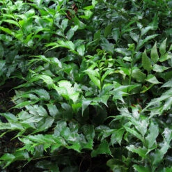 Cyrtomium Fortunei ‘Clivicola’ -The Palm Centre Store CCV 2 2