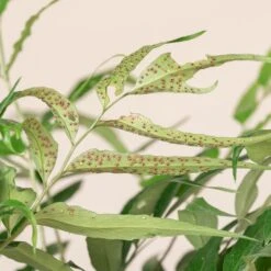 Cyrtomium Devexiscapulae 11 Cyrtomium Devexiscapulae -The Palm Centre Store CDX 3 1 scaled 1