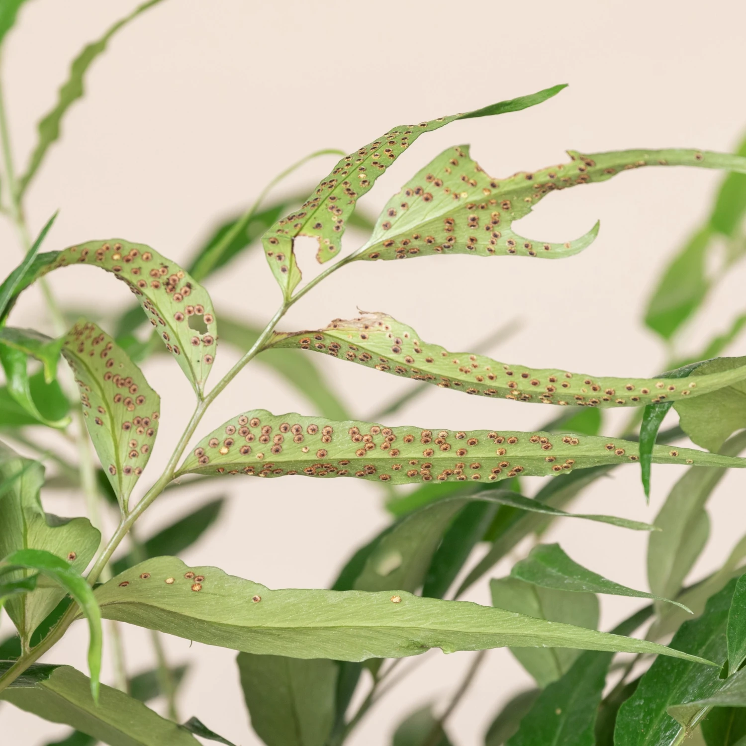 Cyrtomium Devexiscapulae 6 Cyrtomium Devexiscapulae - Image 6