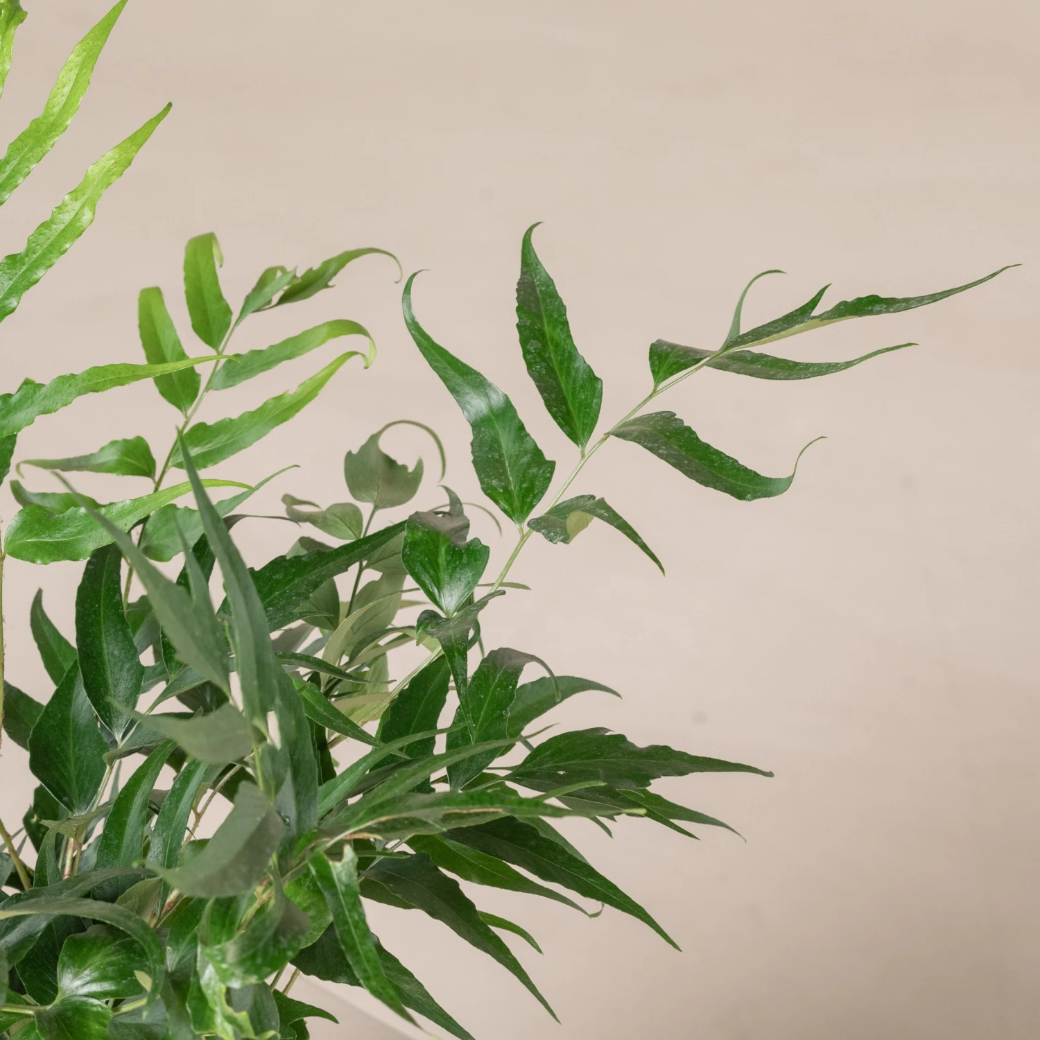 Cyrtomium Devexiscapulae 2 Cyrtomium Devexiscapulae - Image 2