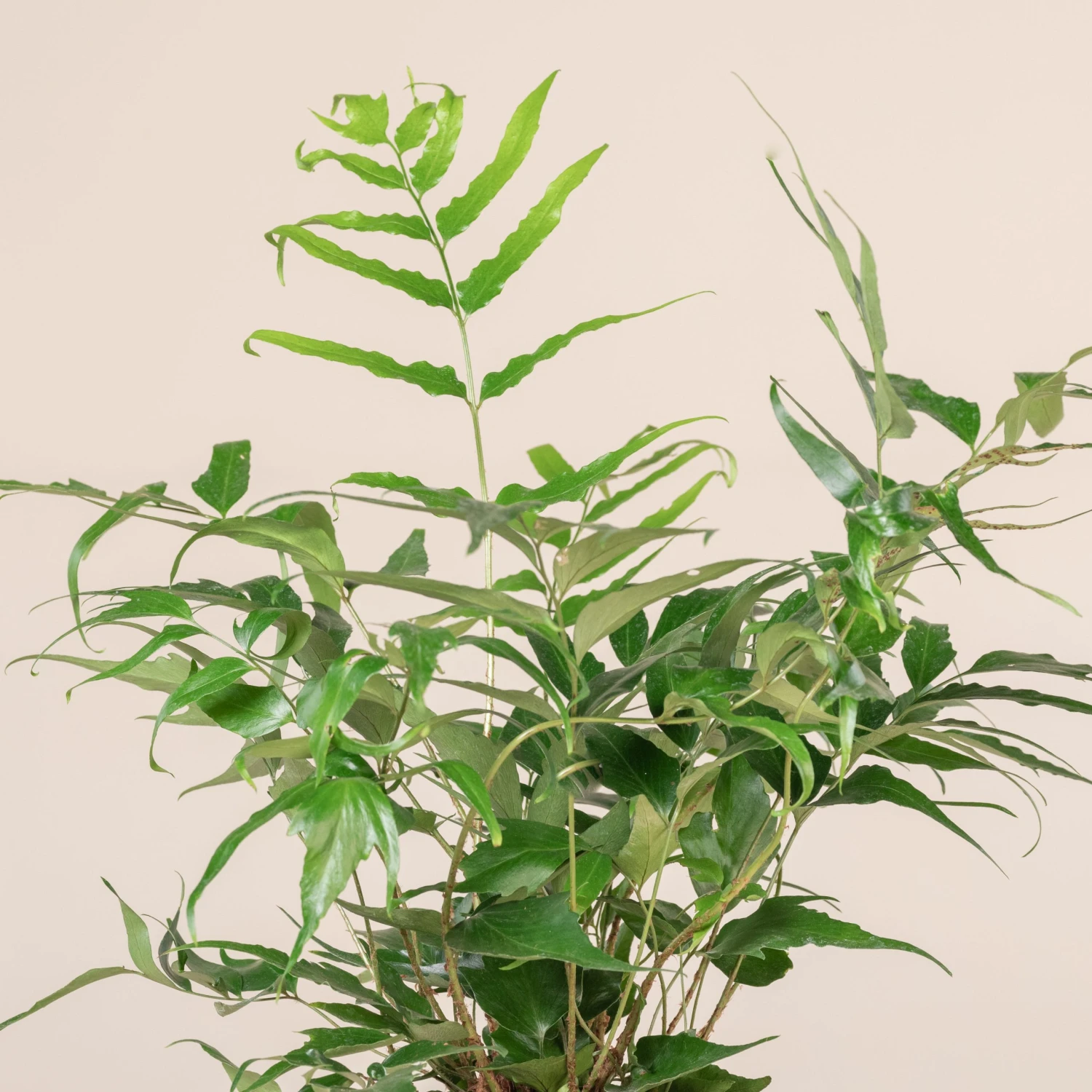 Cyrtomium Devexiscapulae 5 Cyrtomium Devexiscapulae - Image 5