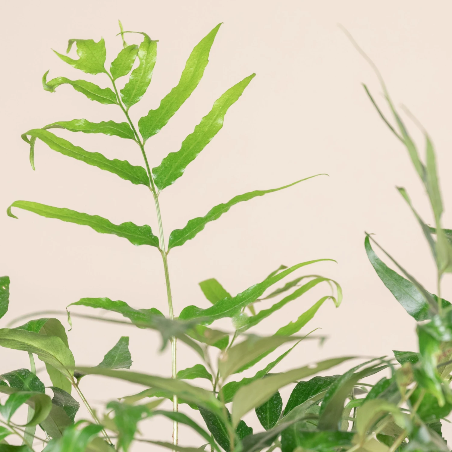 Cyrtomium Devexiscapulae 4 Cyrtomium Devexiscapulae - Image 4