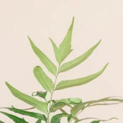 Cyrtomium Devexiscapulae 8 Cyrtomium Devexiscapulae -The Palm Centre Store CDX 3 5 scaled 1