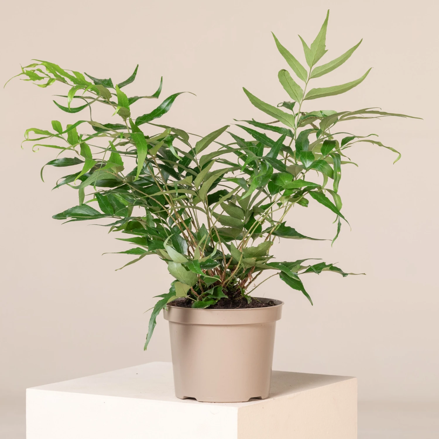 Cyrtomium Devexiscapulae 1 Cyrtomium Devexiscapulae