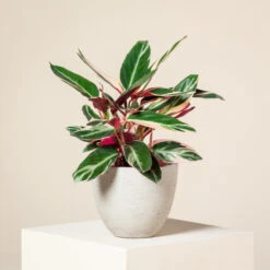 Stromanthe Sanguinea ‘Triostar’ 6 Stromanthe Sanguinea ‘Triostar’ -The Palm Centre Store CEI 1