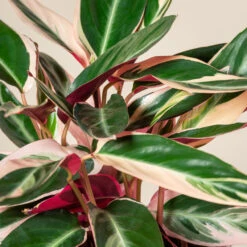 Stromanthe Sanguinea ‘Triostar’ 7 Stromanthe Sanguinea ‘Triostar’ -The Palm Centre Store CEI 4